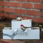 Spiglo Bottle - Image 26
