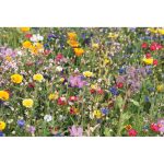 FLOMIX - Mix flowerseeds disc - Image 3