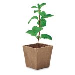 MINT KIT - Mint seeds growing kit - Image 3