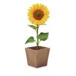 SUNFLOWER KIT - Sunflower growing kit - Image 3
