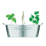 MIX SEEDS - Zinc tub with 3 herbs seeds - Image 2