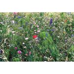 SEEDLOPEBEE - Flowers mix seeds in envelope - Image 3