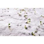 ASIDE - A5 wildflower seed paper sheet - Image 4
