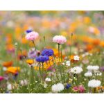 ASIDE - A5 wildflower seed paper sheet - Image 3